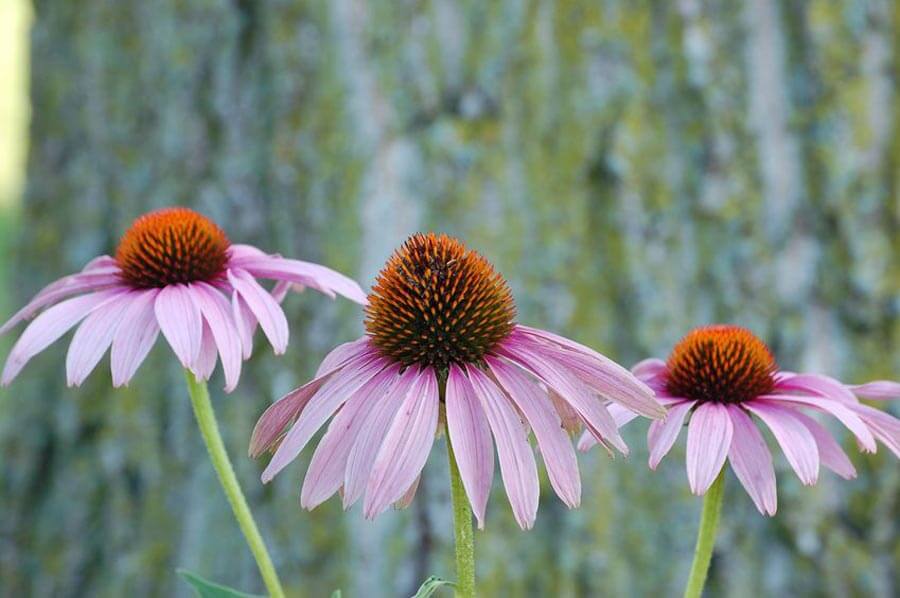 Plantas para curso de fitoterapia